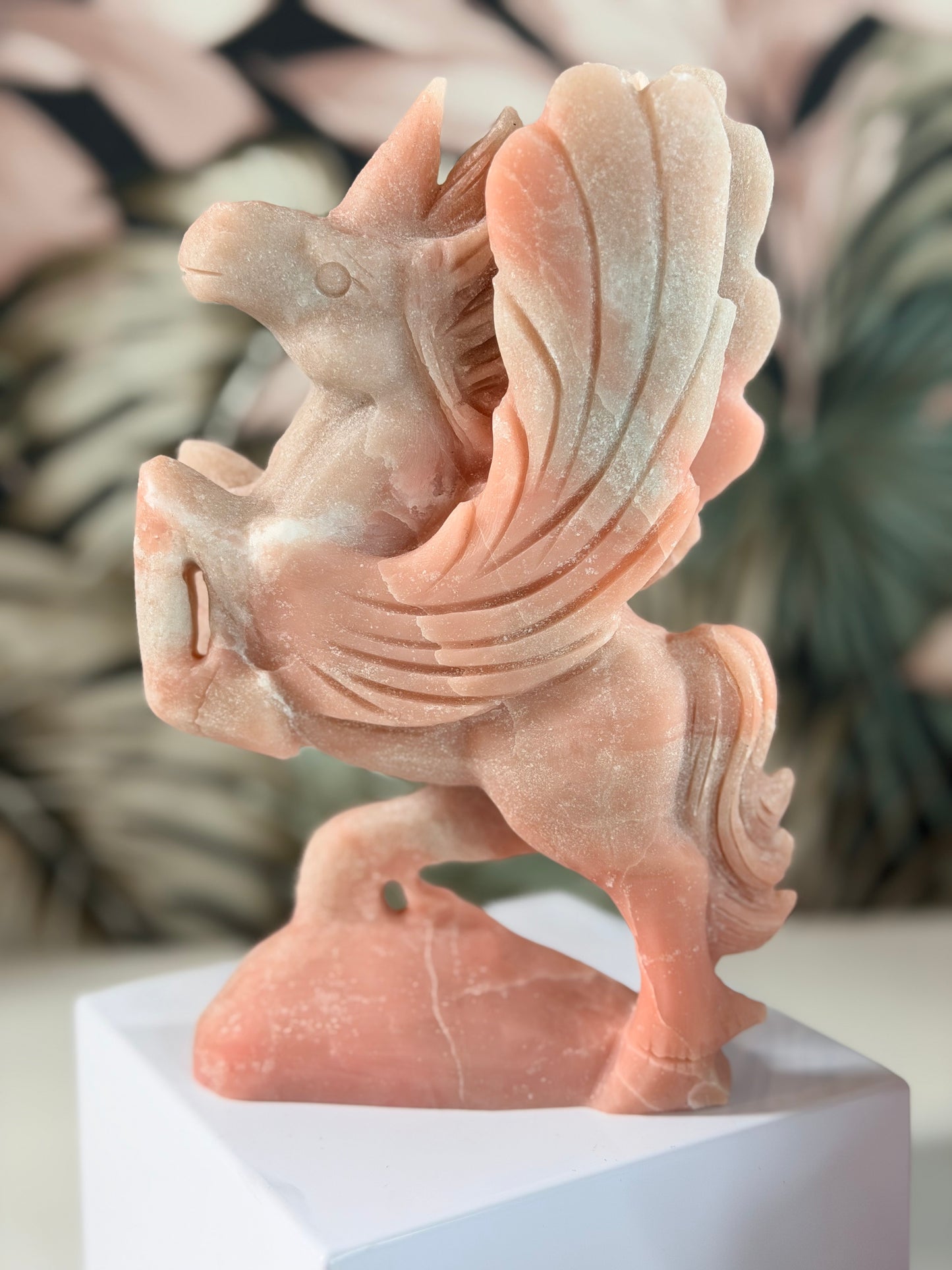 Rosa Opal Pegasus