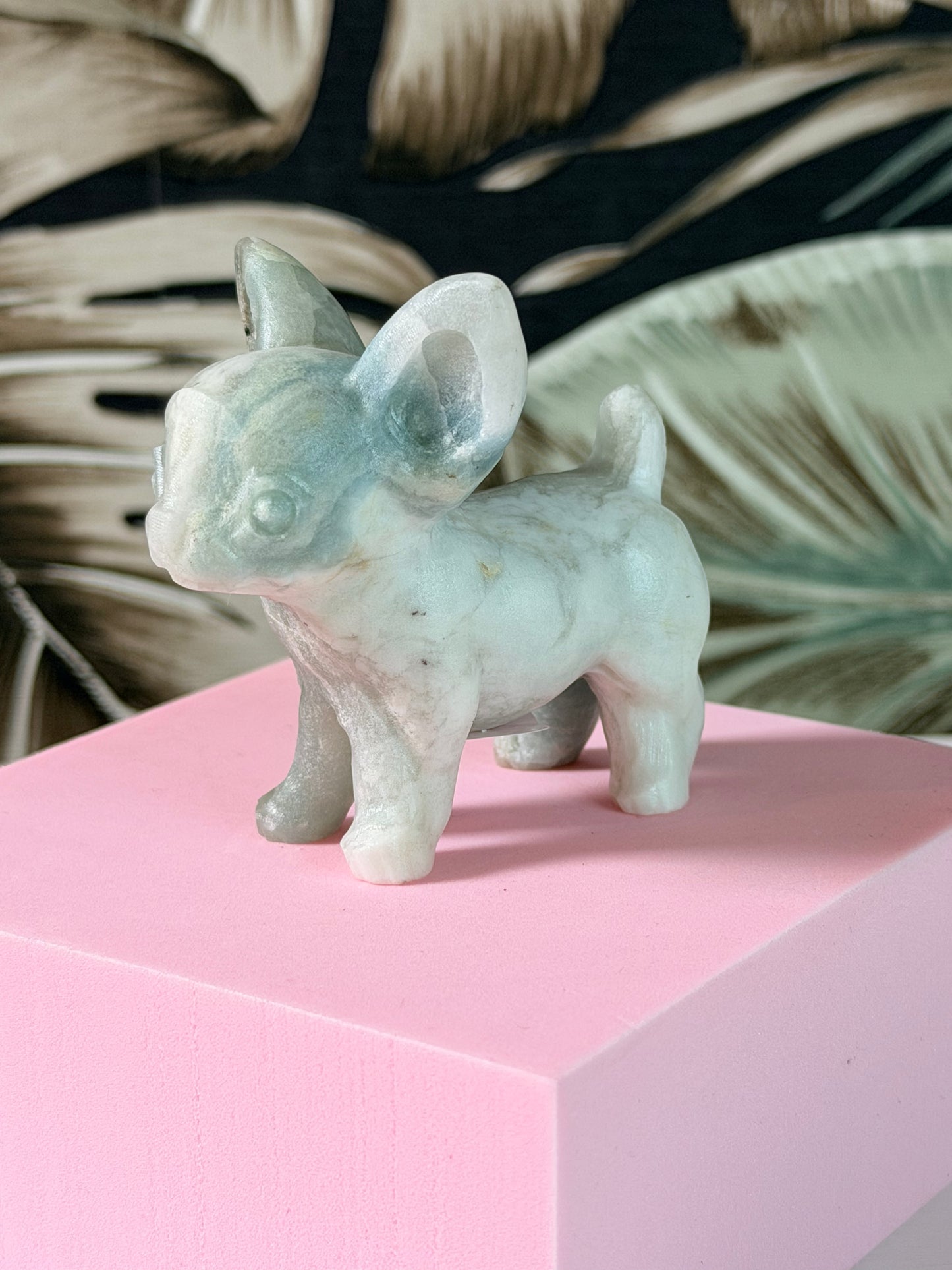 Himmelblauer Jade-Chihuahua