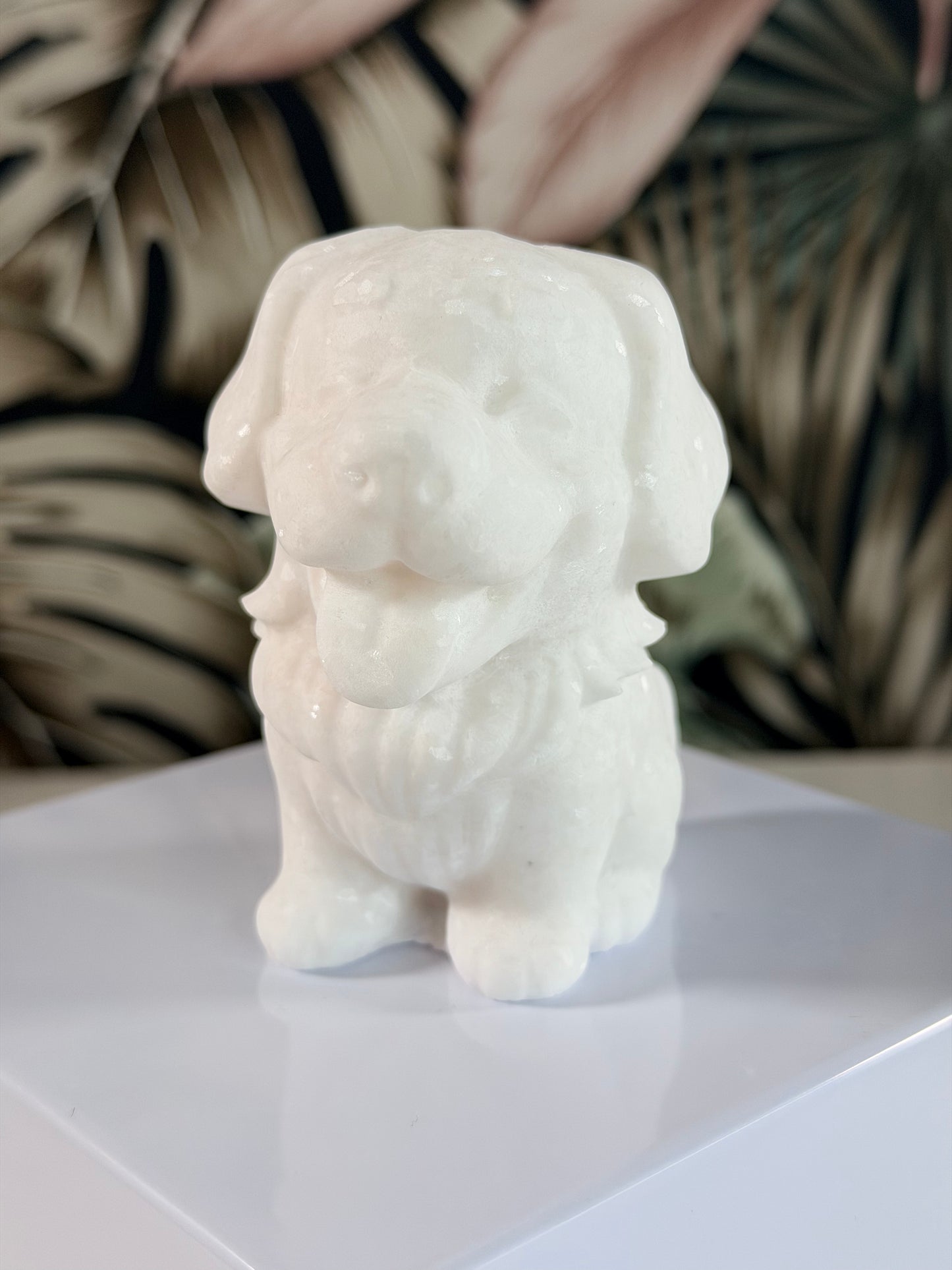 White Jade dog 2