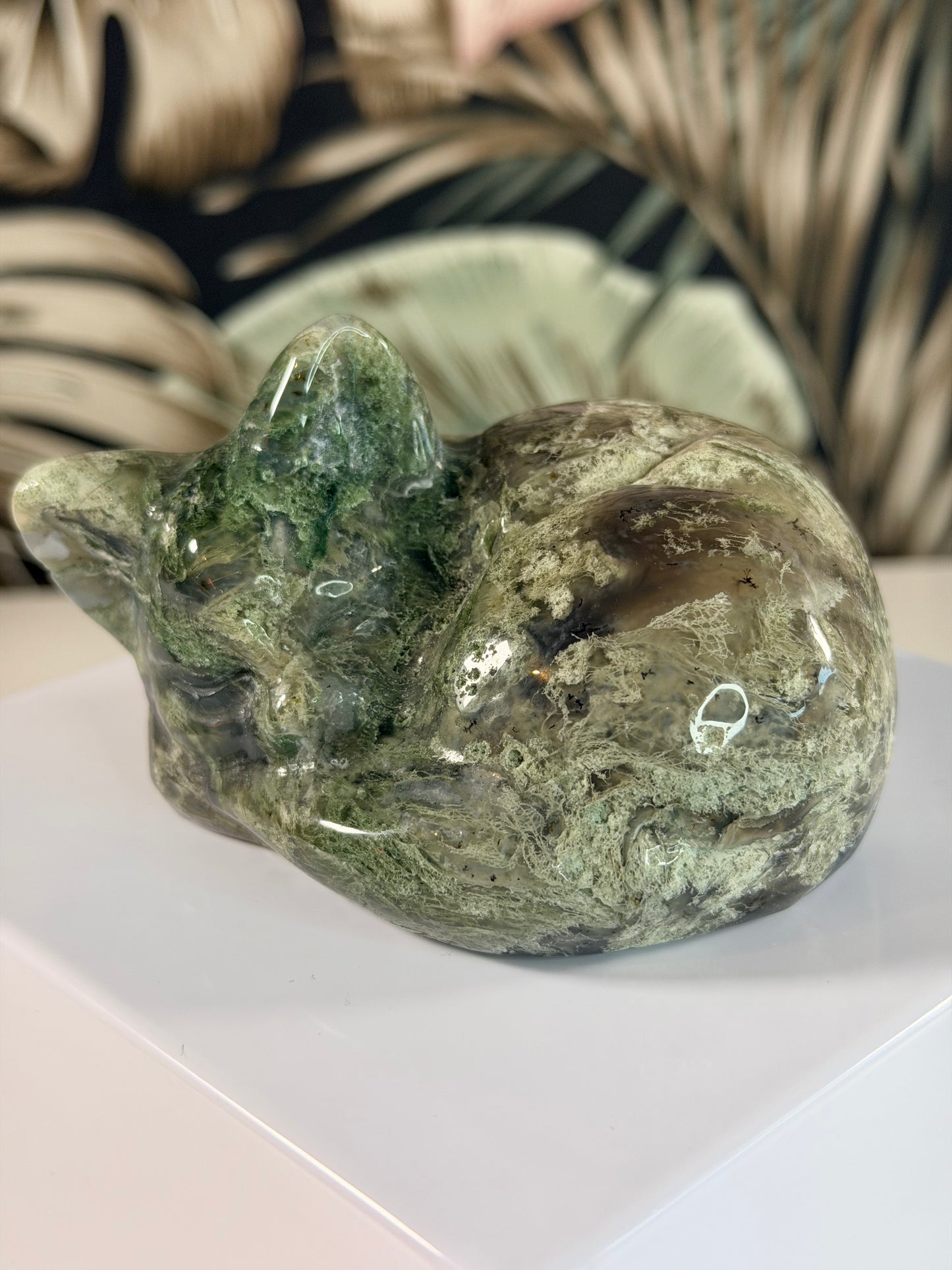 Moosachat schlafende Katze 1
