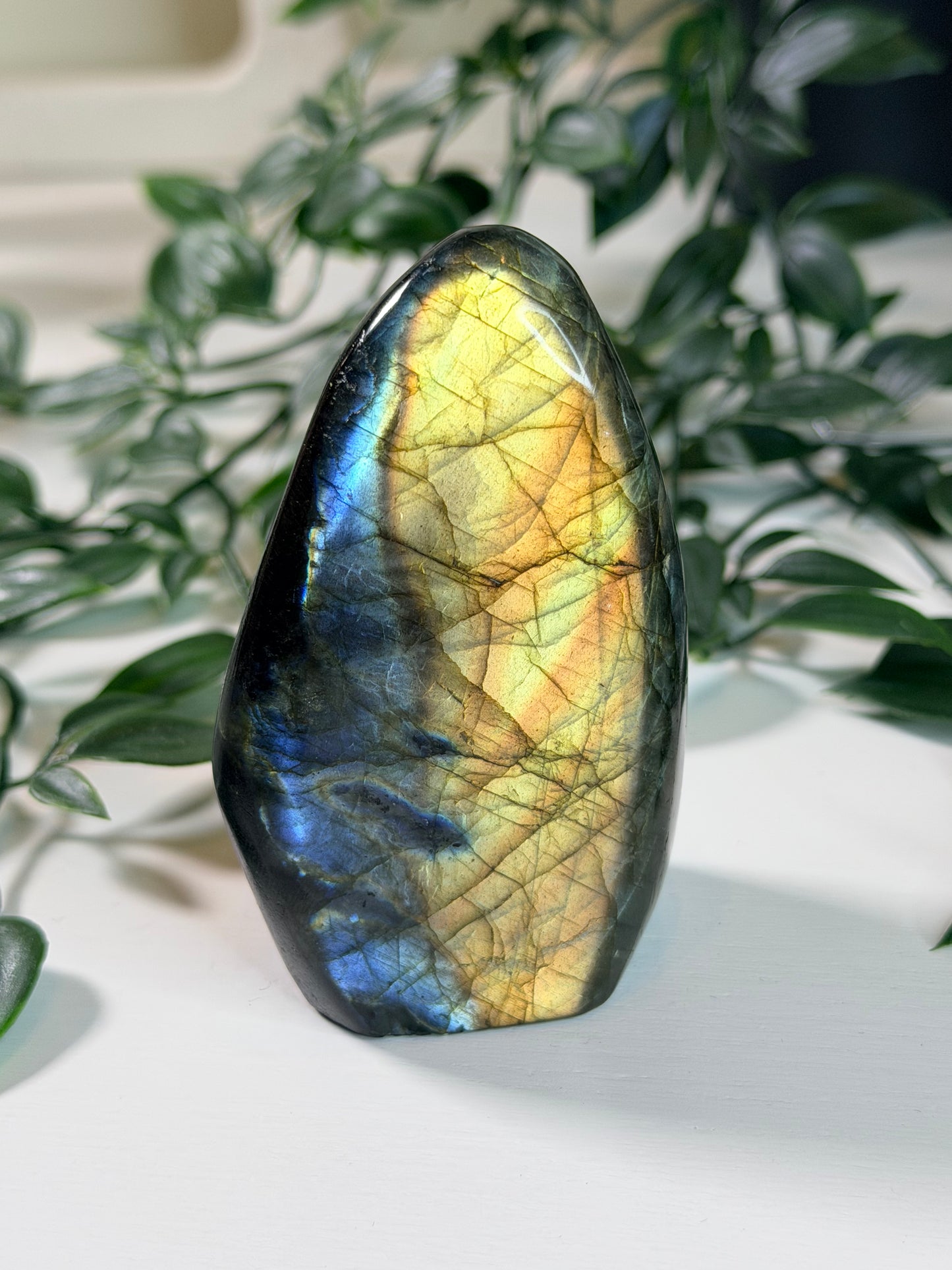 Labradoriet Freeform L2