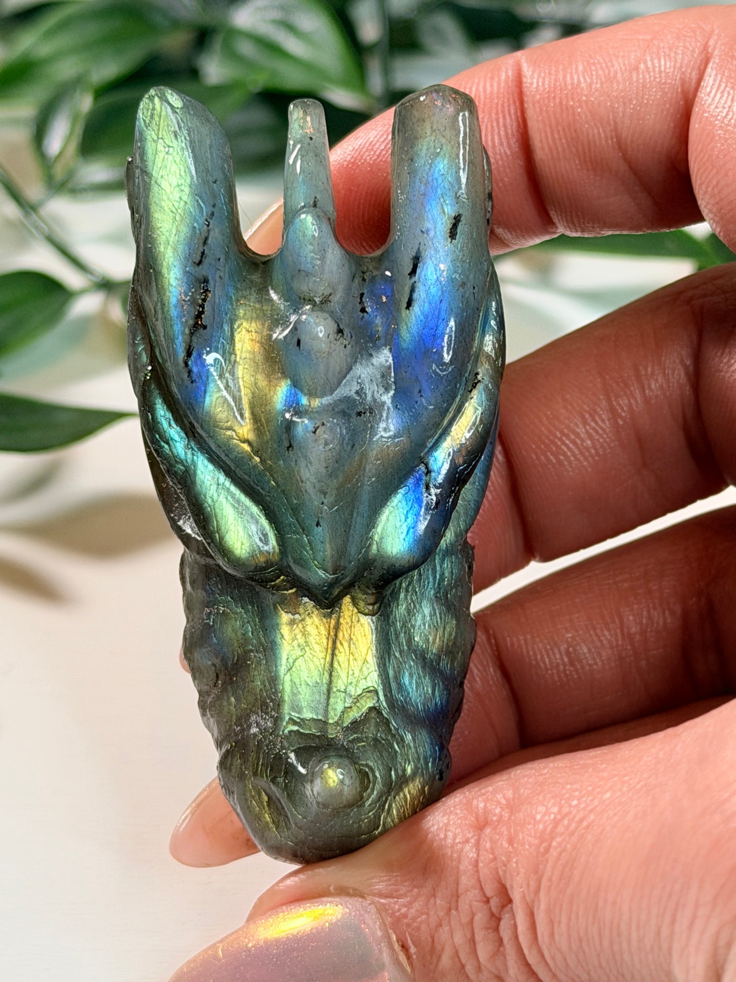 Labradoriet drakenkop