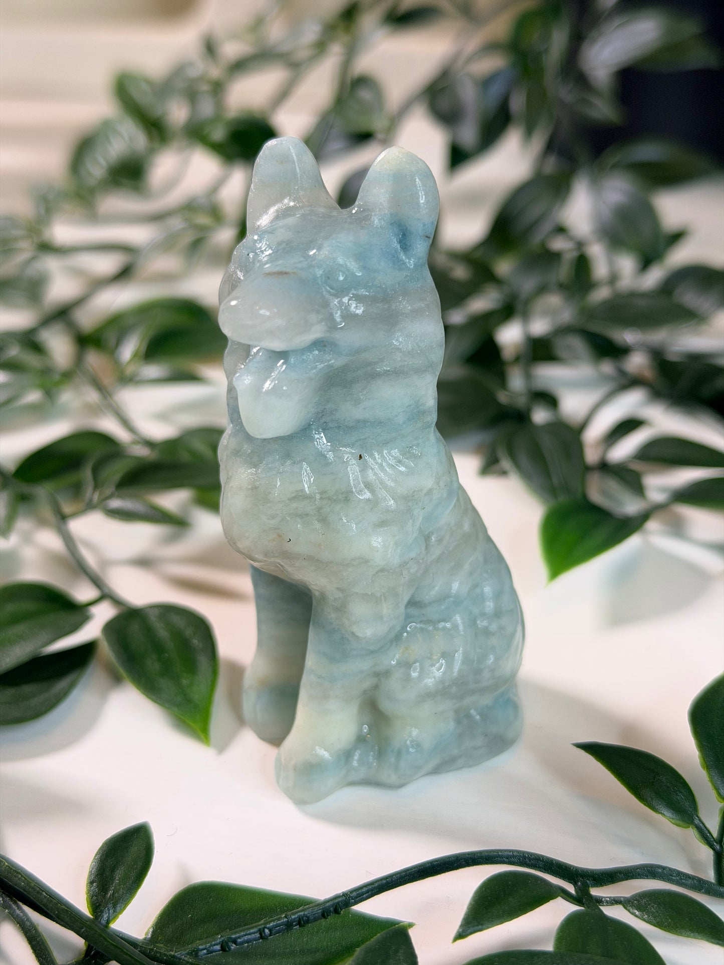 Sky blue Jade herdershond