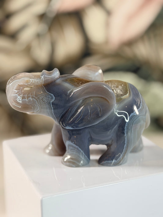 Achat Elefant 4