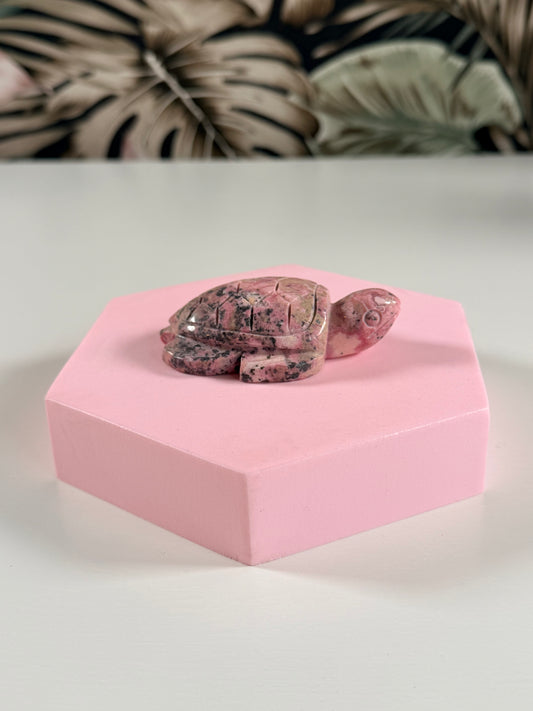 Peruaanse Rhodoniet schildpad 1P