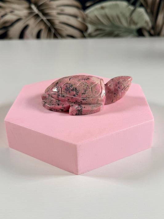 Peruaanse Rhodoniet schildpad 2P