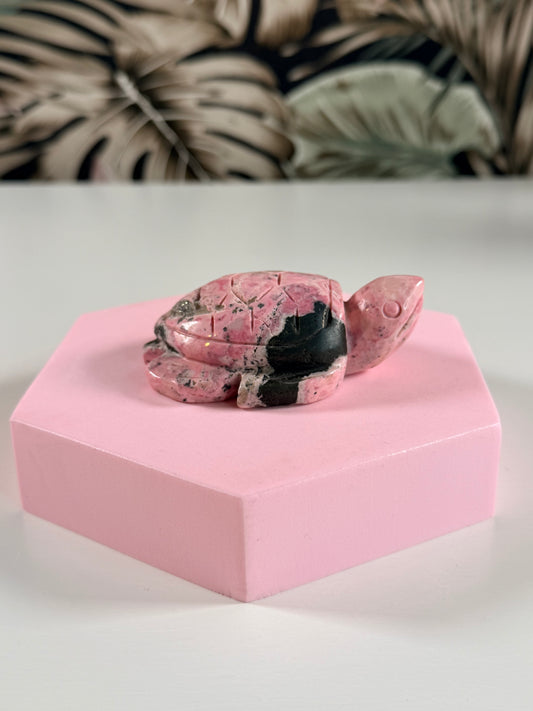Peruaanse Rhodoniet schildpad 3P