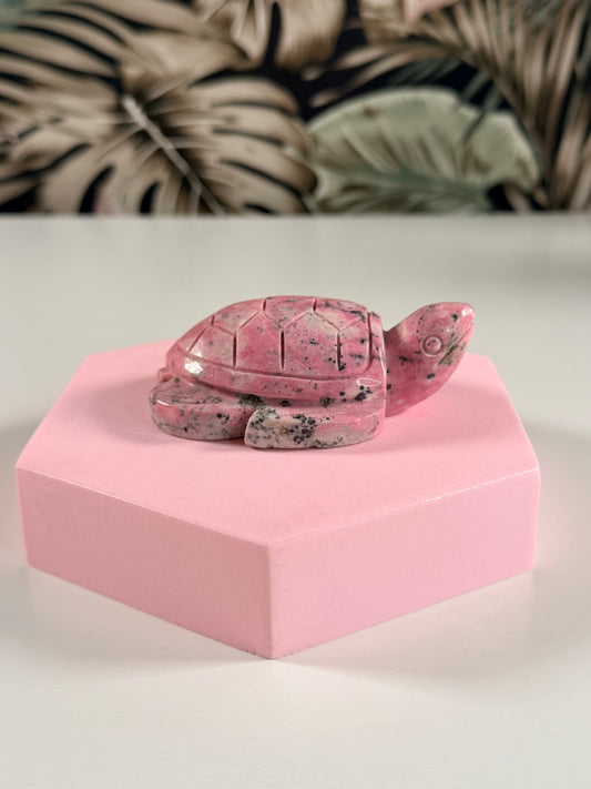 Peruaanse Rhodoniet schildpad 4P