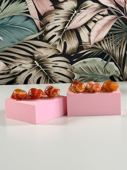 Carneool schildpadjes - kies je favo