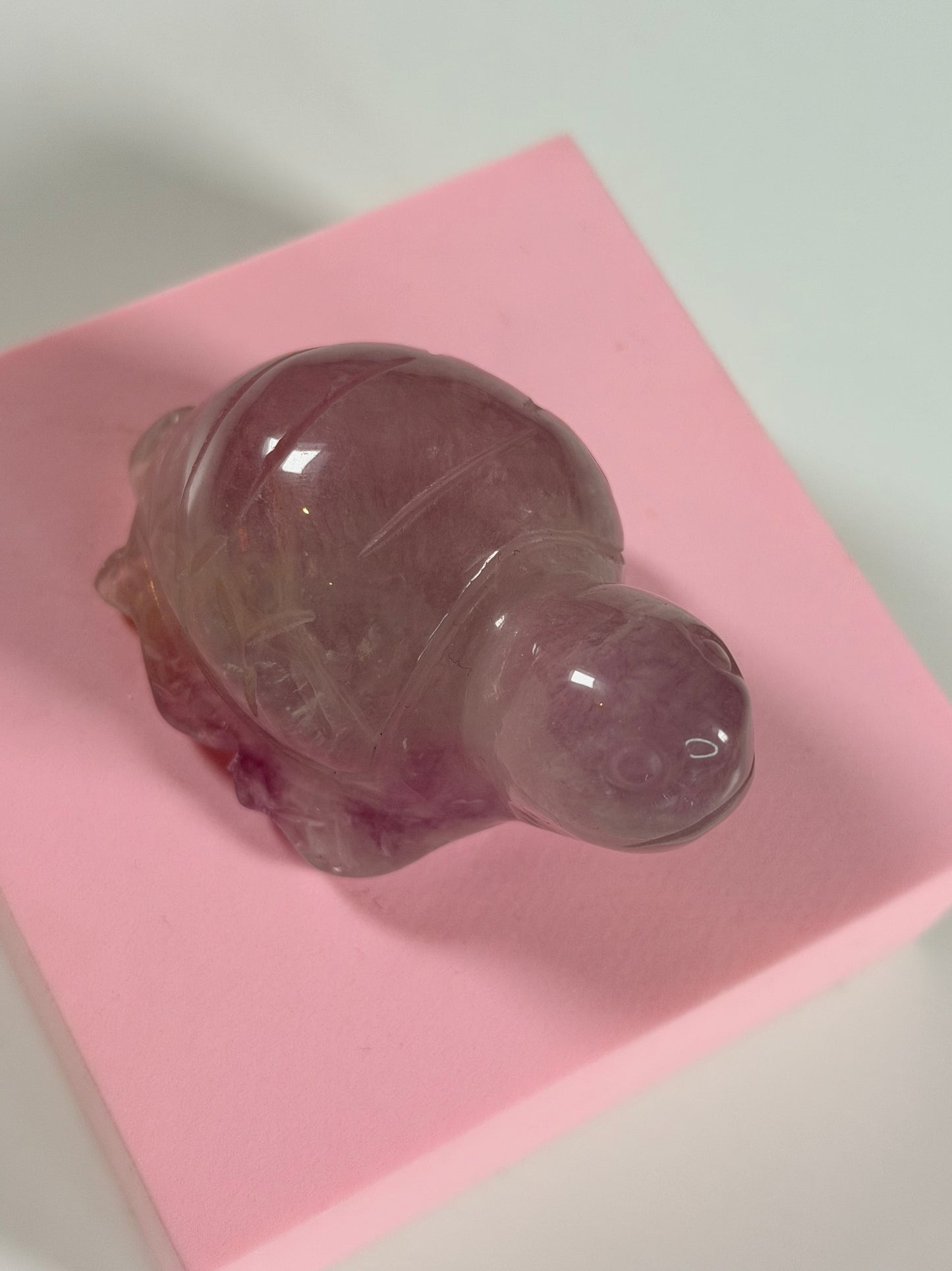 Fluorite turtle 1F