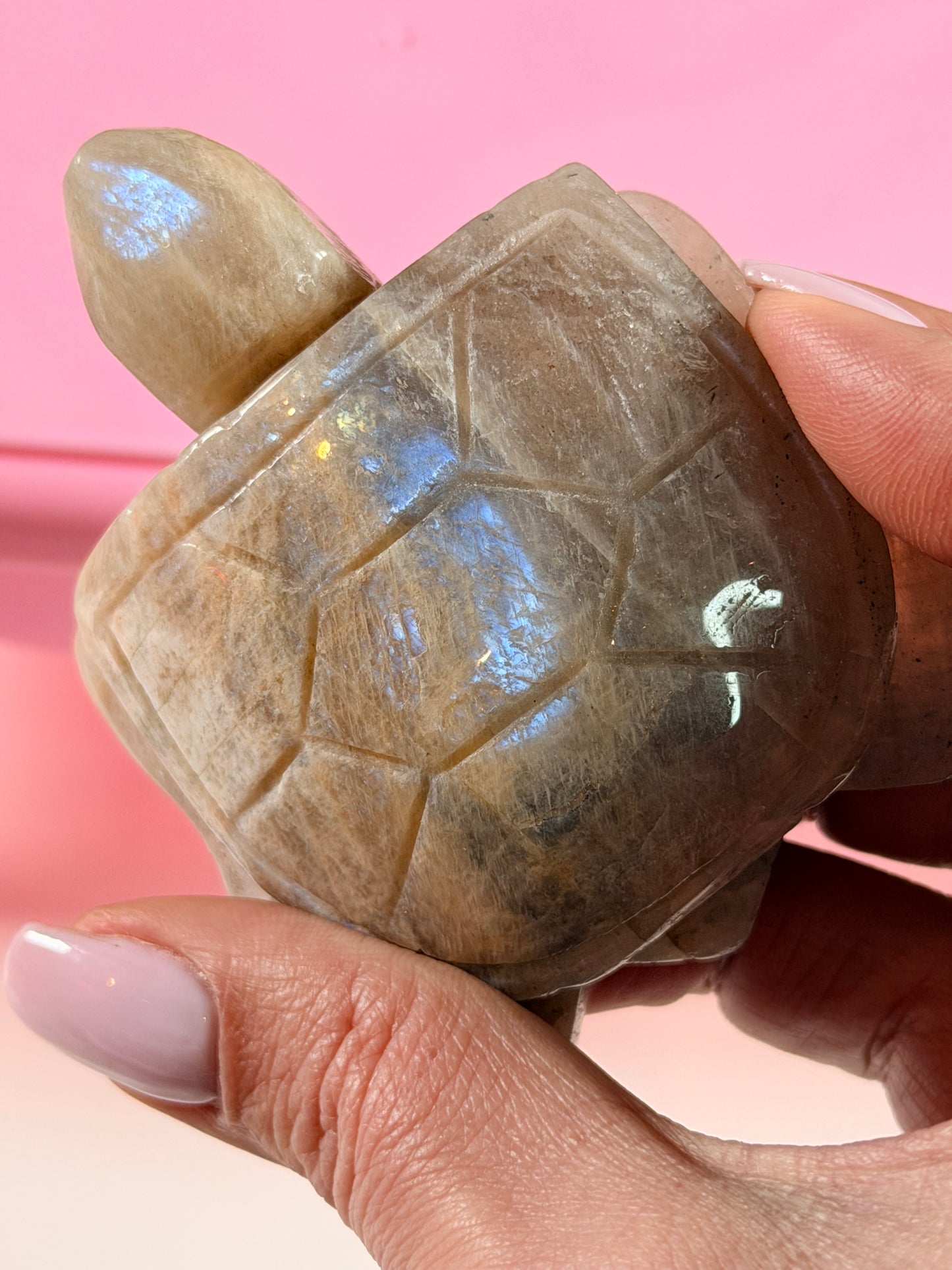 Mondstein Schildkröte 3