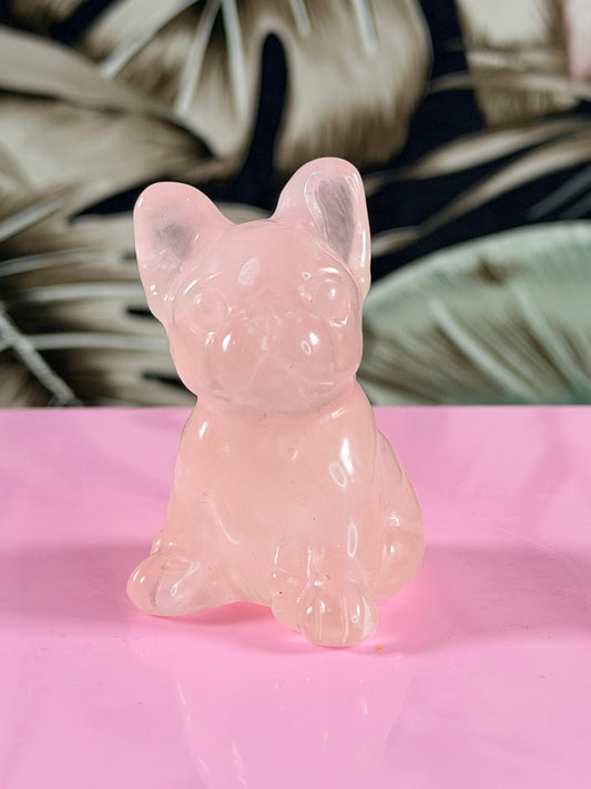 Rozenkwarts franse Bulldog