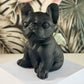 Obsidiaan Franse Bulldog 1