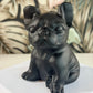 Obsidiaan Franse Bulldog 2