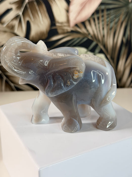 Achat Elefant 5