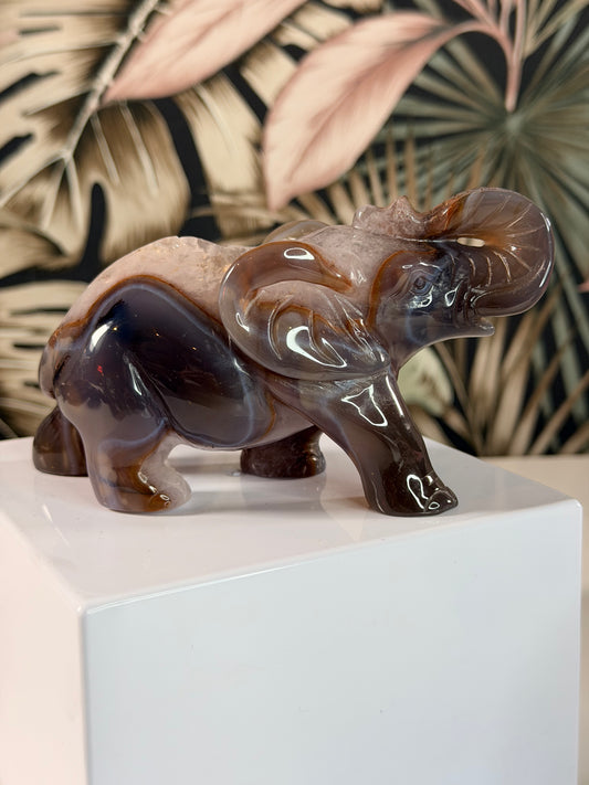 Achat-Elefant 9