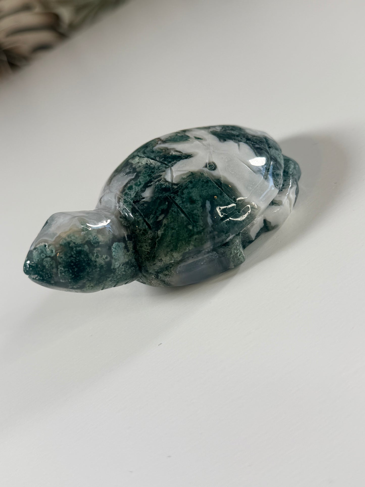 Mosagaat schildpad 3