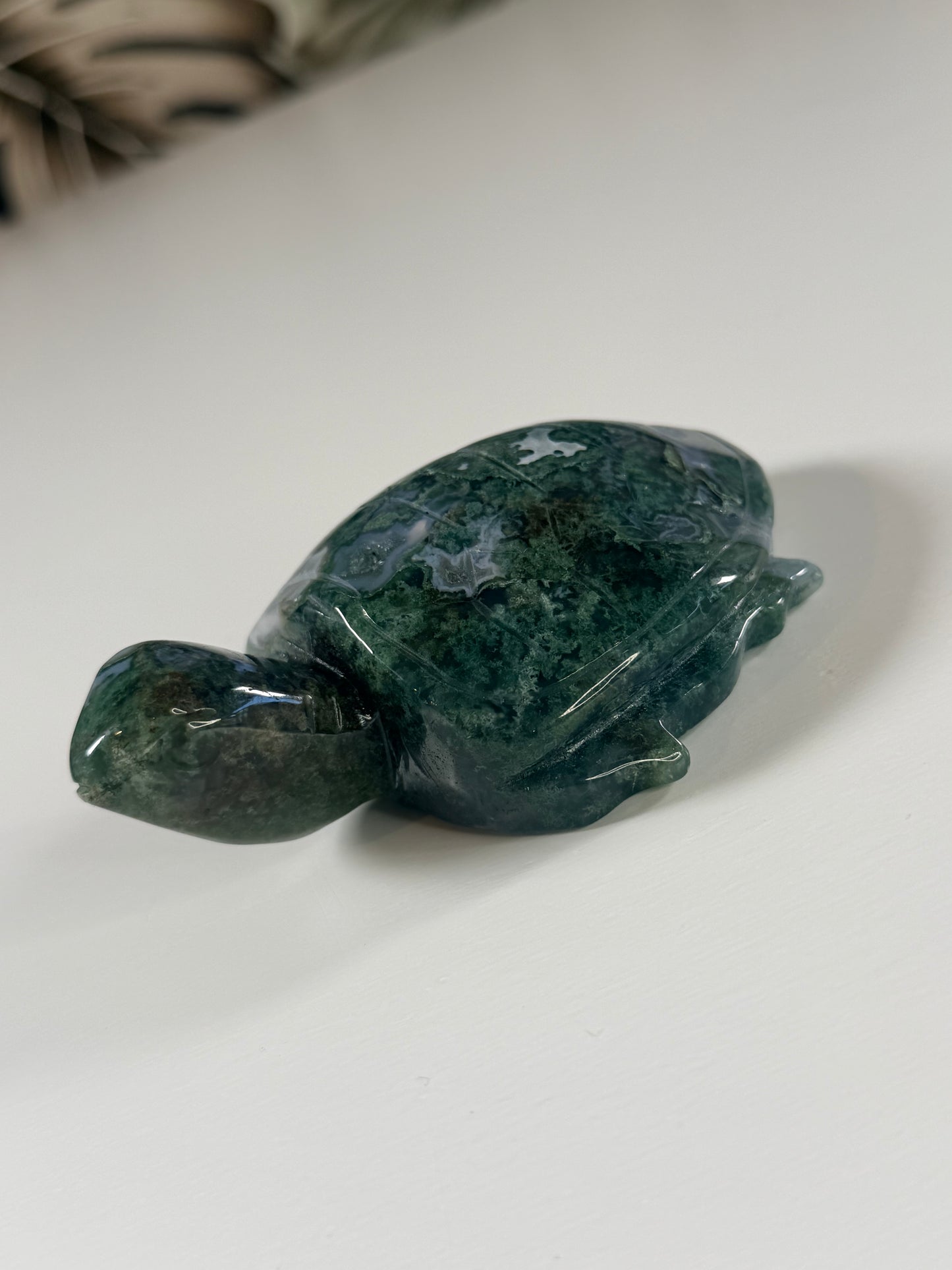 Mosagaat schildpad 4