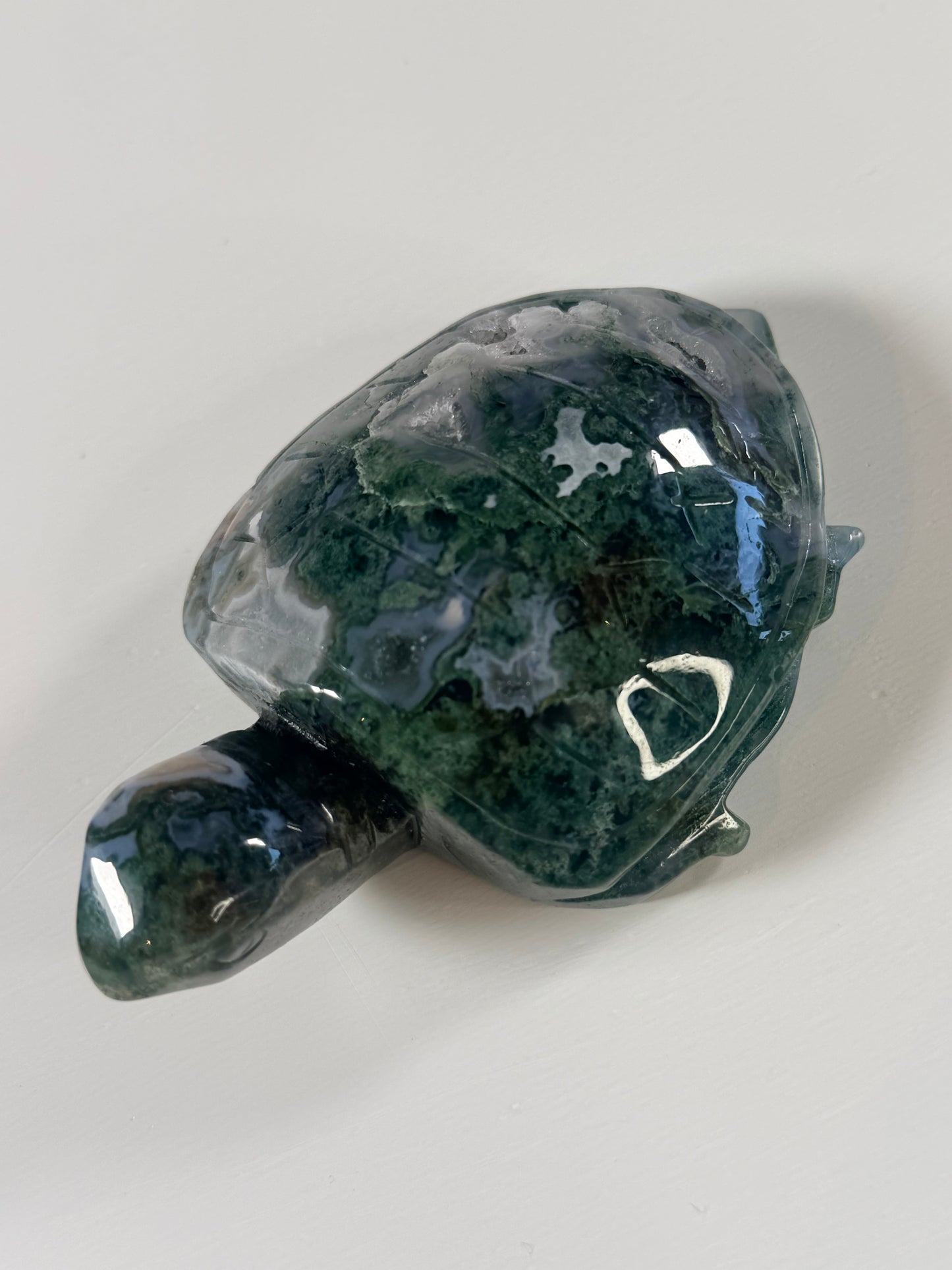 Mosagaat schildpad 4