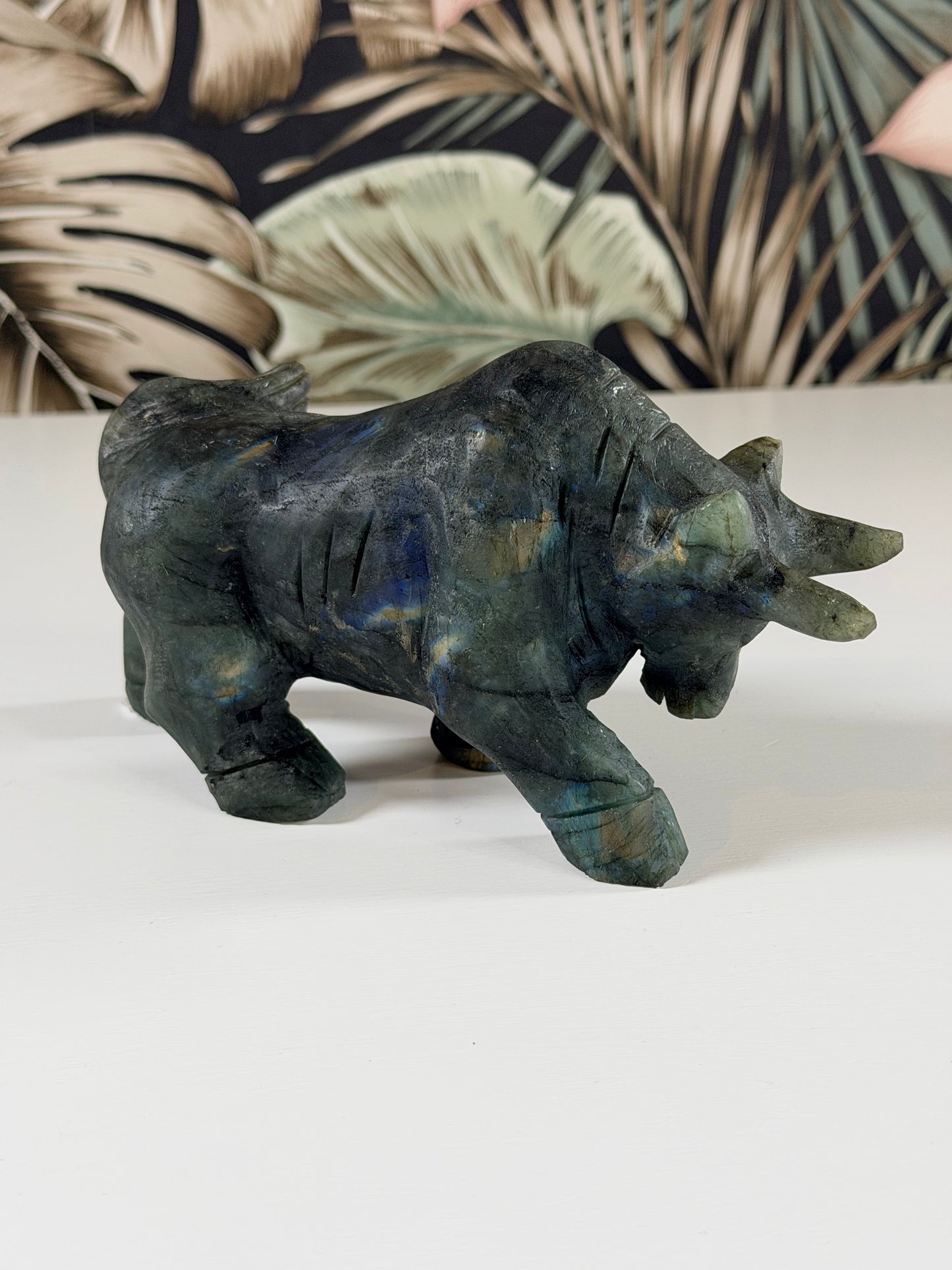 Labradoriet stier