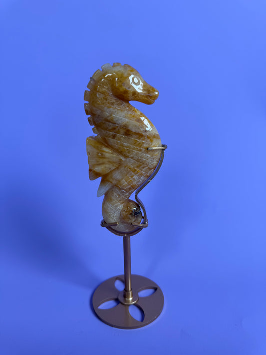 Seahorse Golden Healer 8