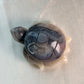 Swazi Agaat schildpad 1