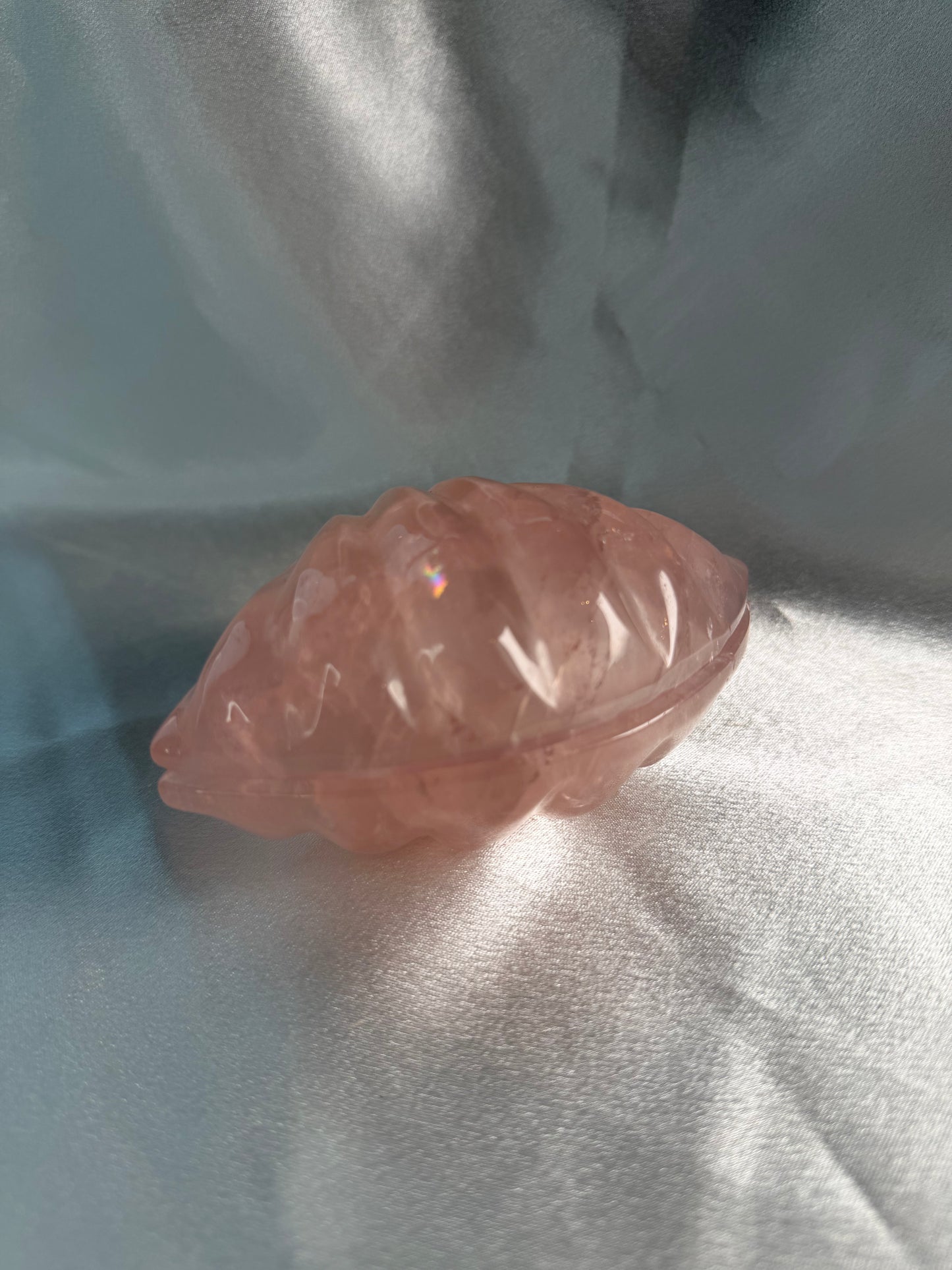 Rozenkwarts schelp