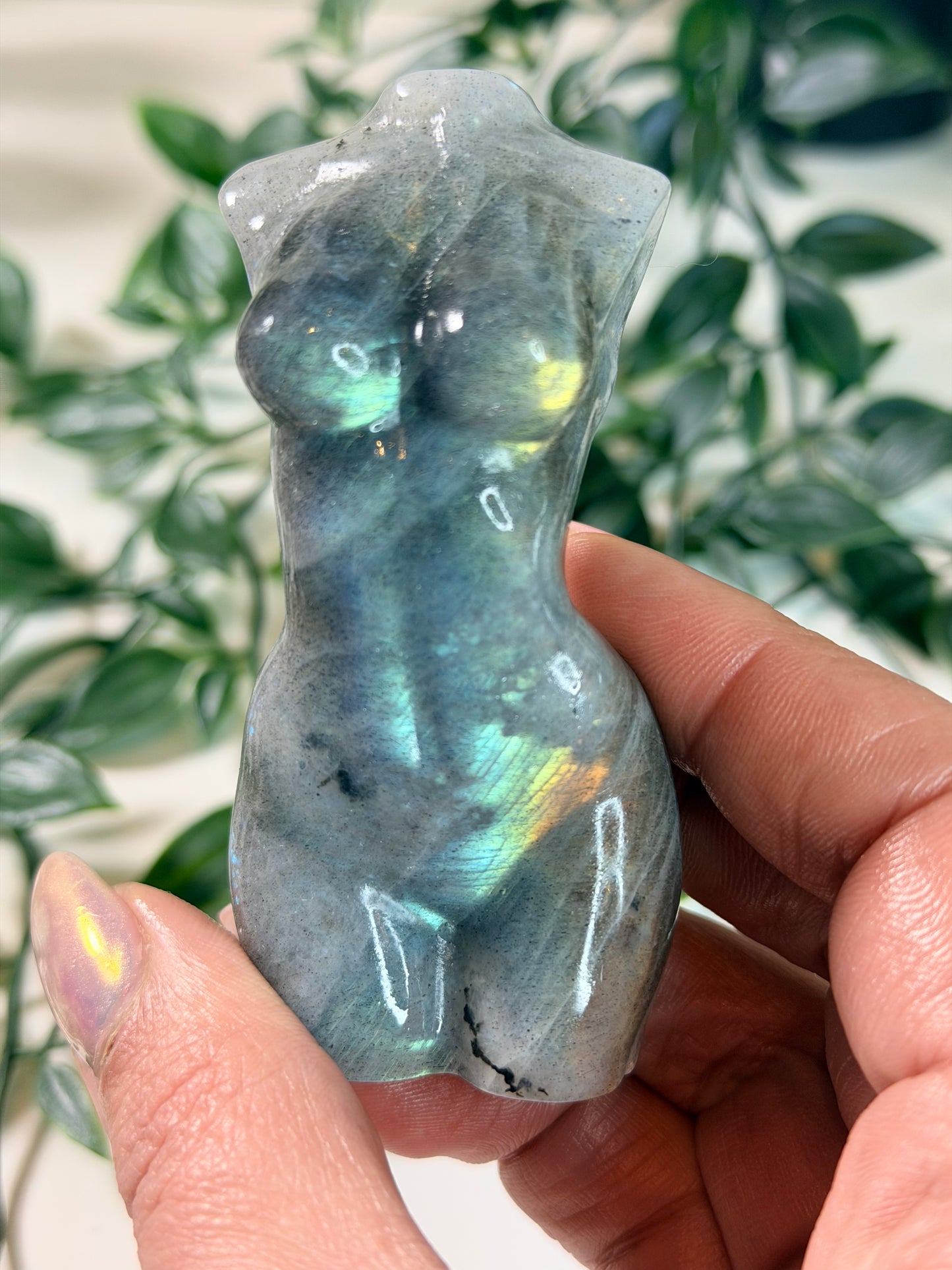 Labradoriet lady body L1