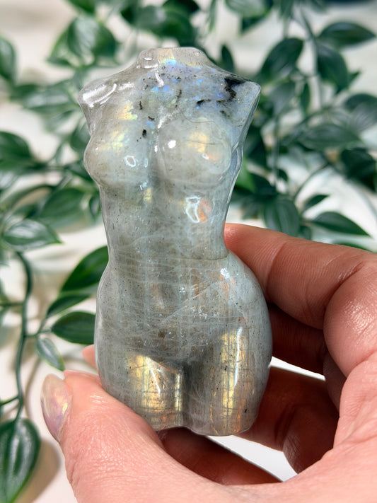 Labradoriet lady body L4