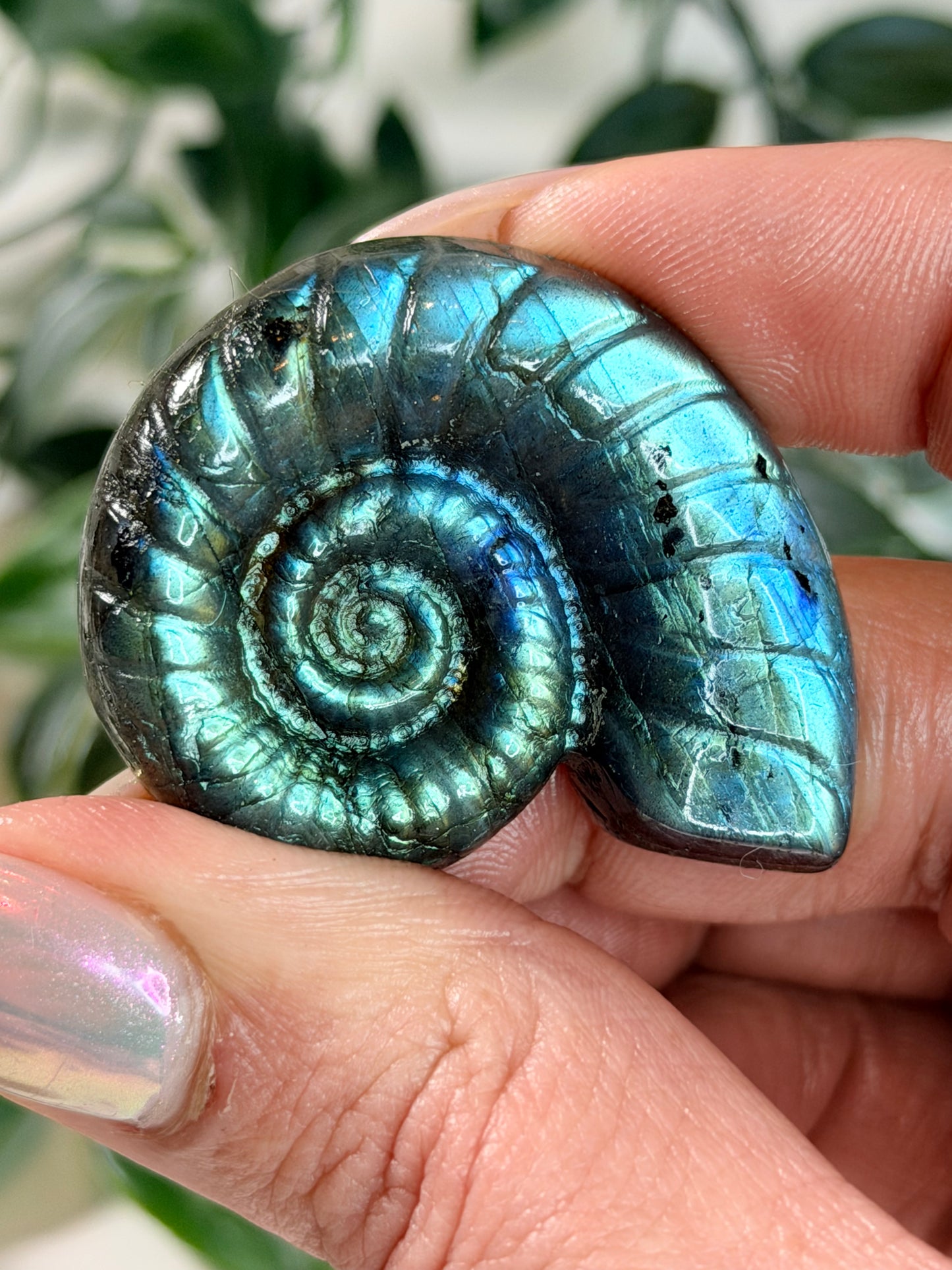 Labradoriet Ammoniet A1