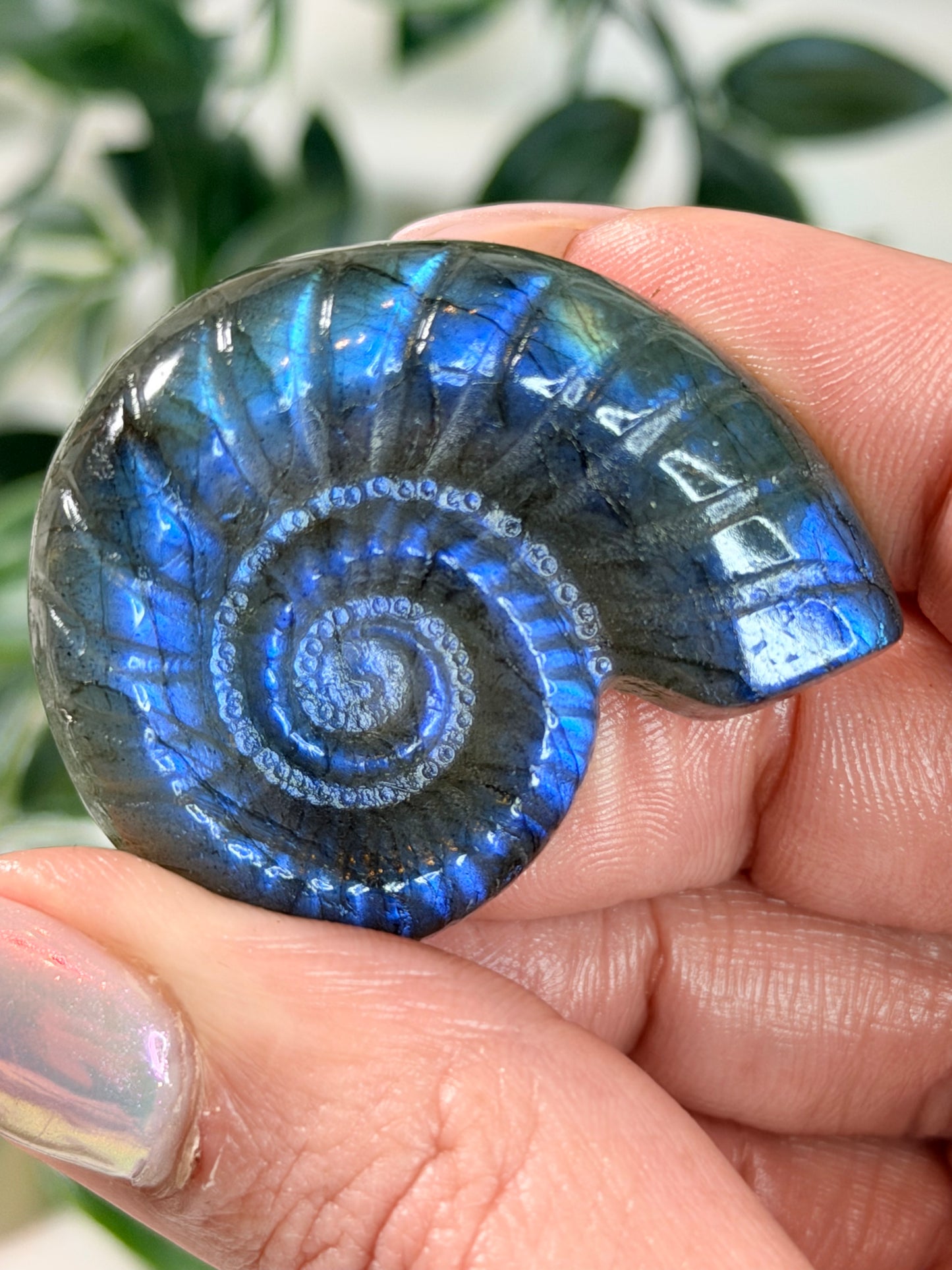 Labradoriet Ammoniet A2