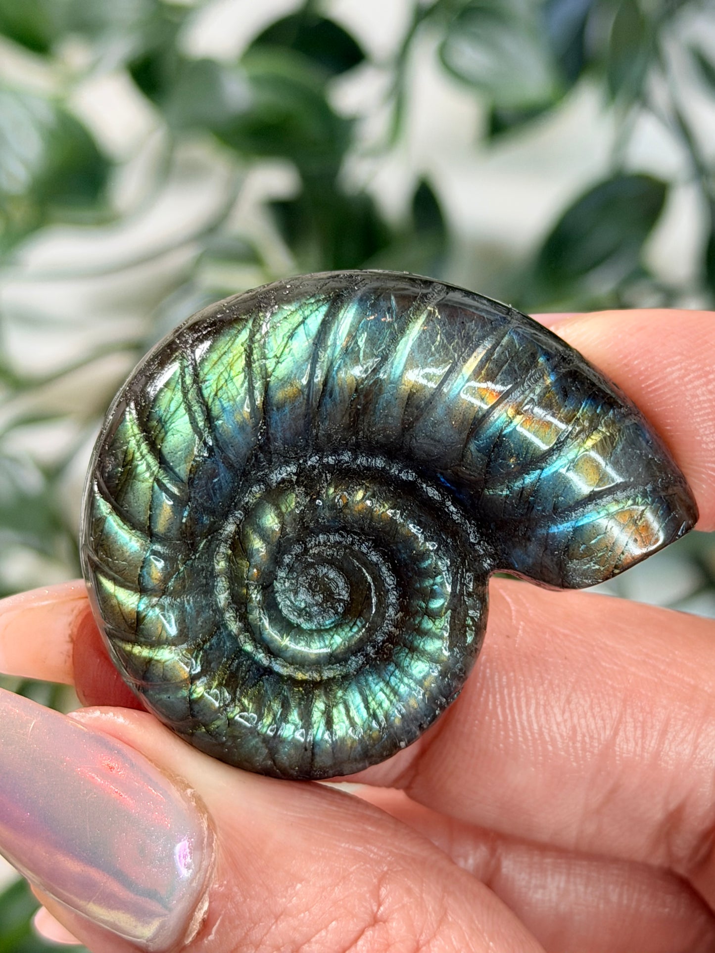 Labradoriet Ammoniet A3