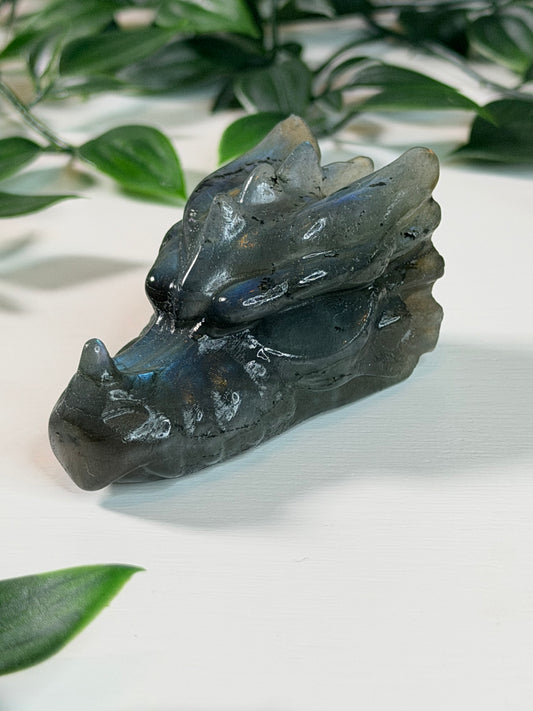 Labradoriet drakenkop